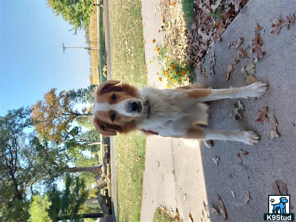 English Shepherd dog